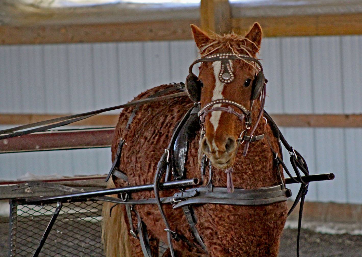 Curly Pony Driving